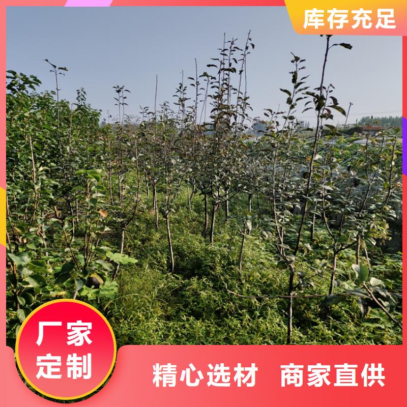 【梨树,樱桃苗实力厂商】