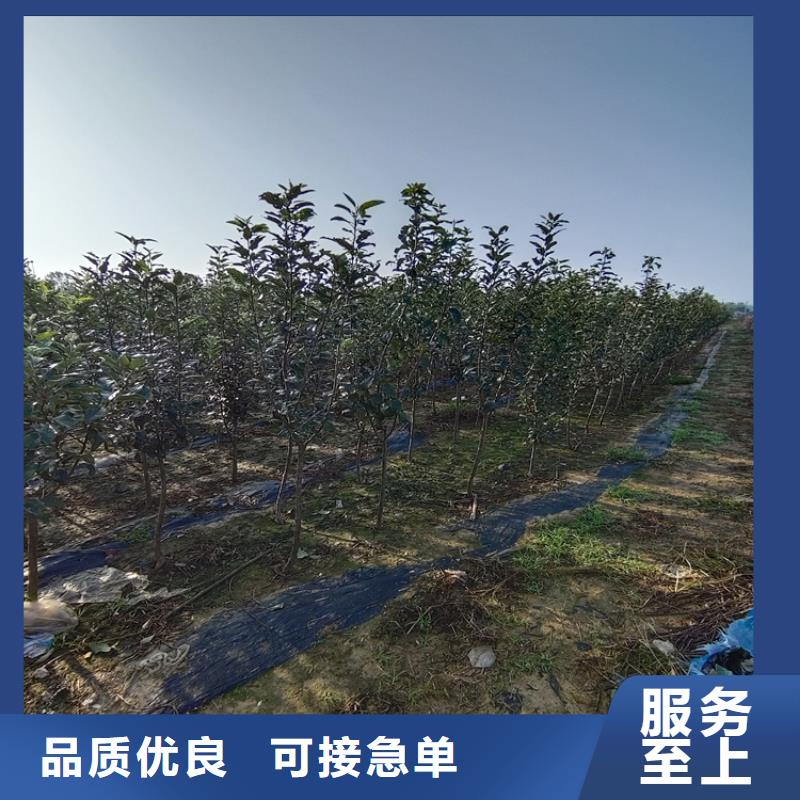 梨树苹果苗量大更优惠