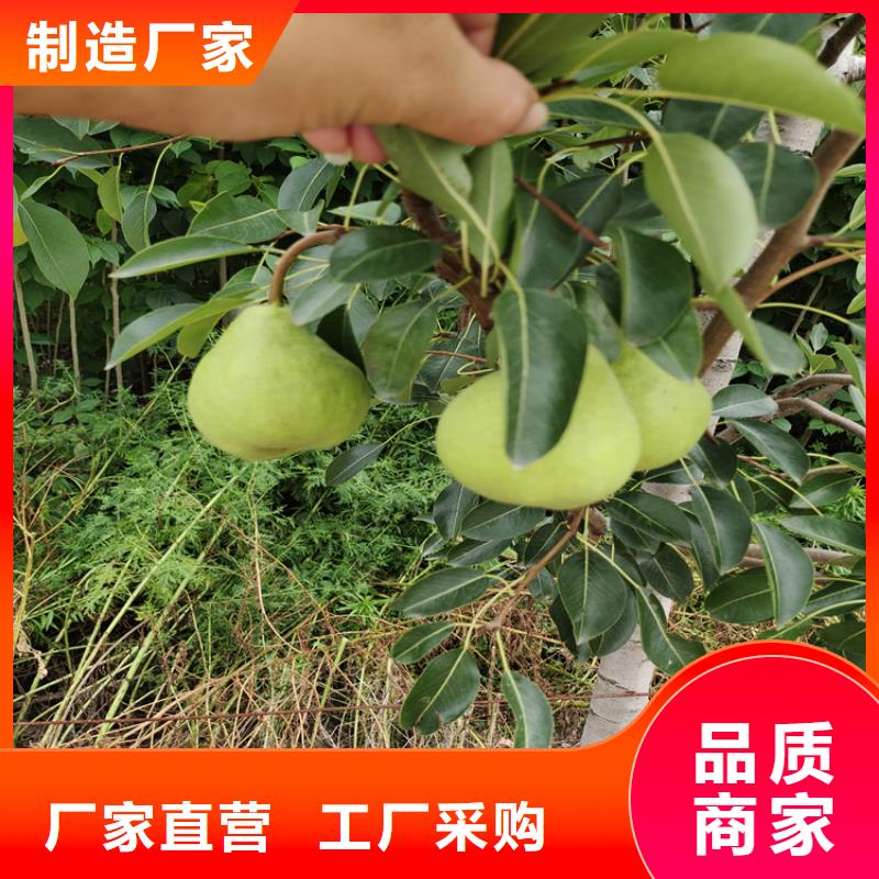 【梨树蓝莓苗厂家技术完善】