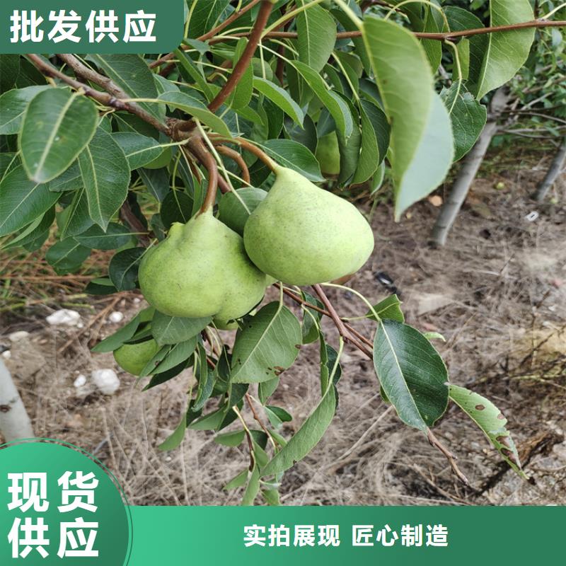 梨树,苹果苗厂家直销供货稳定