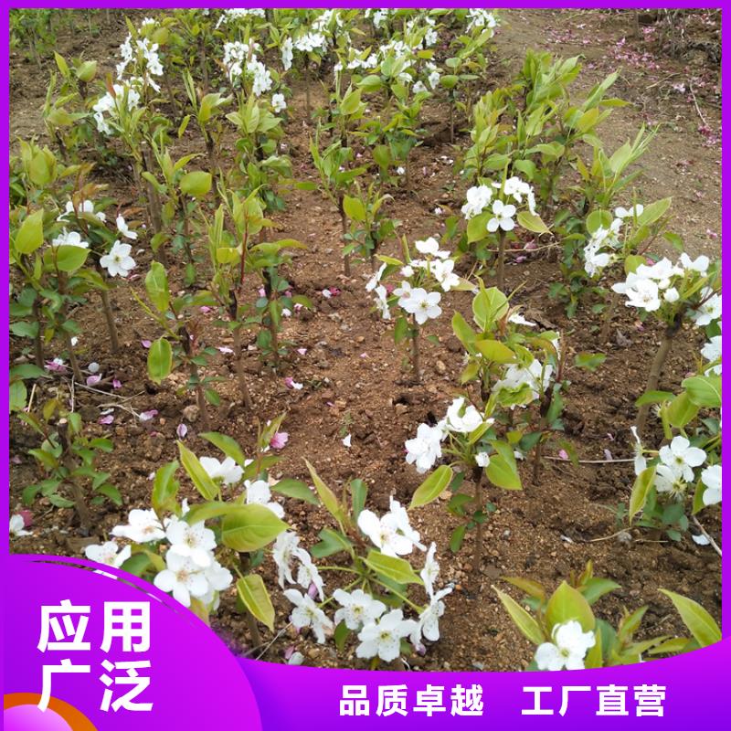 【梨树北美冬青工艺层层把关】