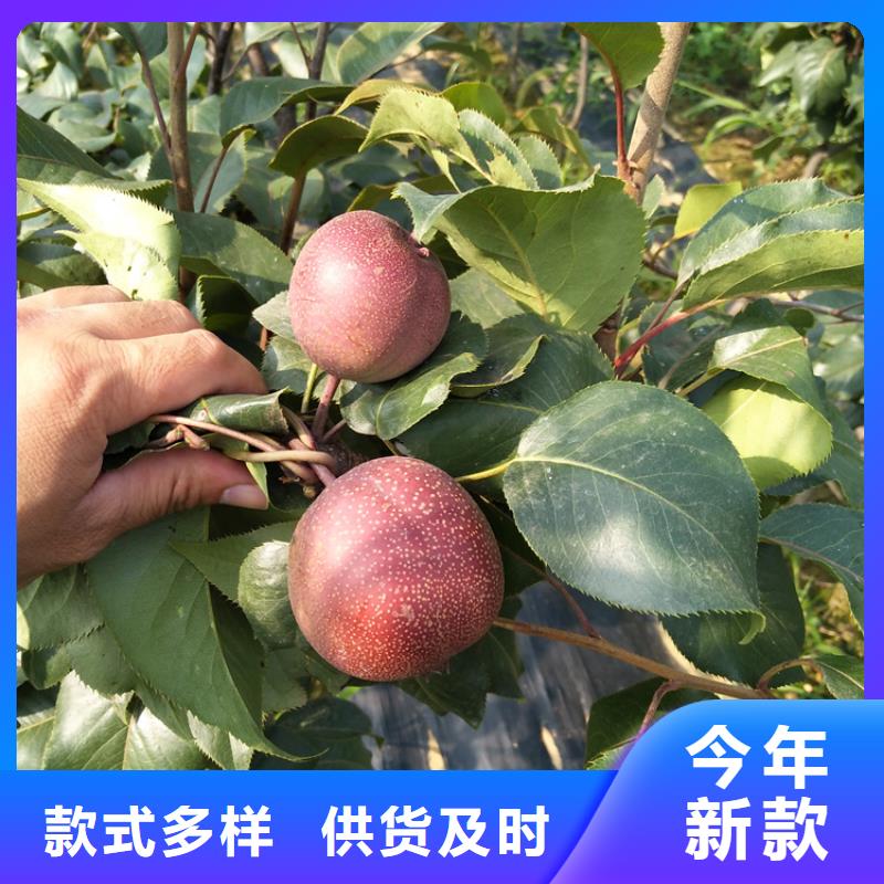 【梨树蓝莓苗厂家技术完善】