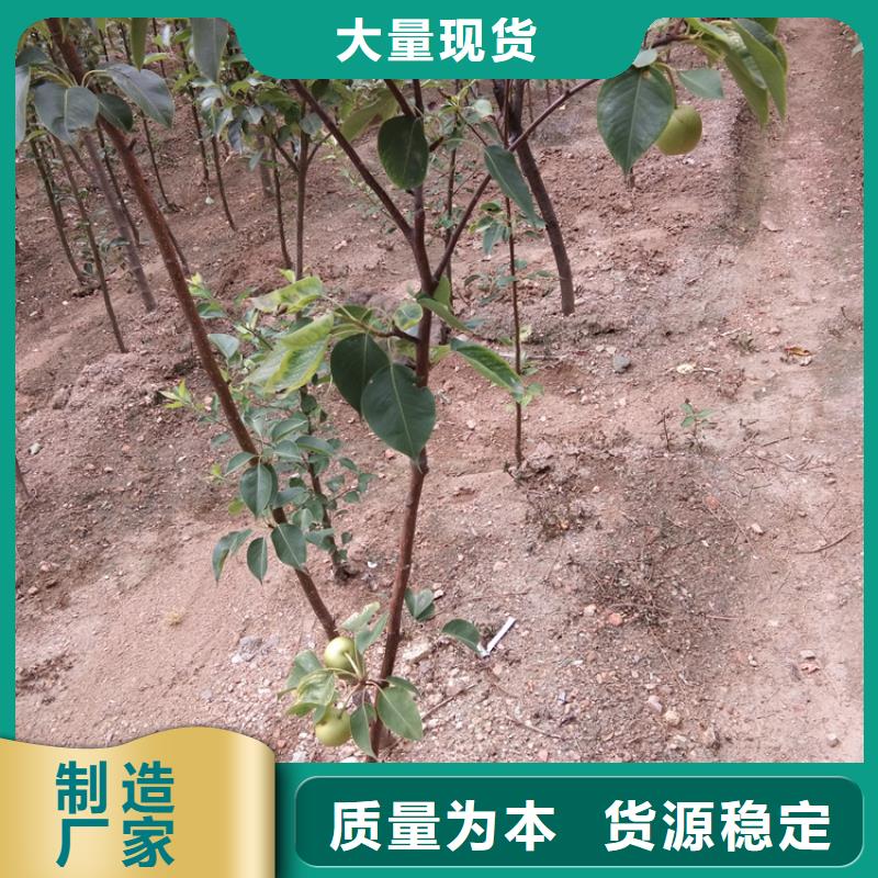 梨树苹果苗价格公道合理