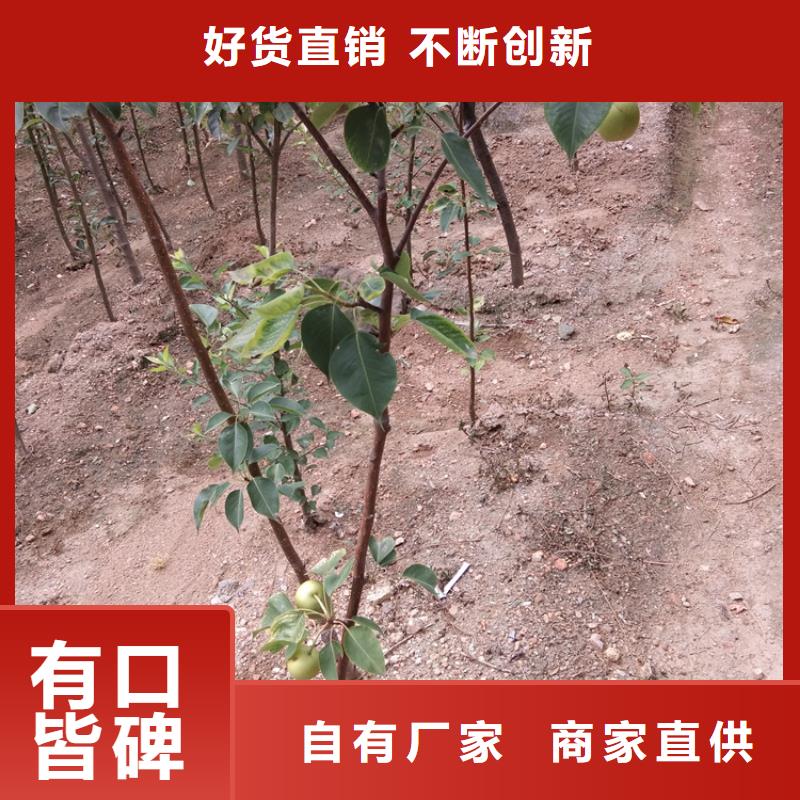 红石榴苗基地视频-尚义|崇礼|邢台|廊坊|秦皇岛|石家庄红石榴苗基地产地采购-轩园园艺场(张家口市分公司)