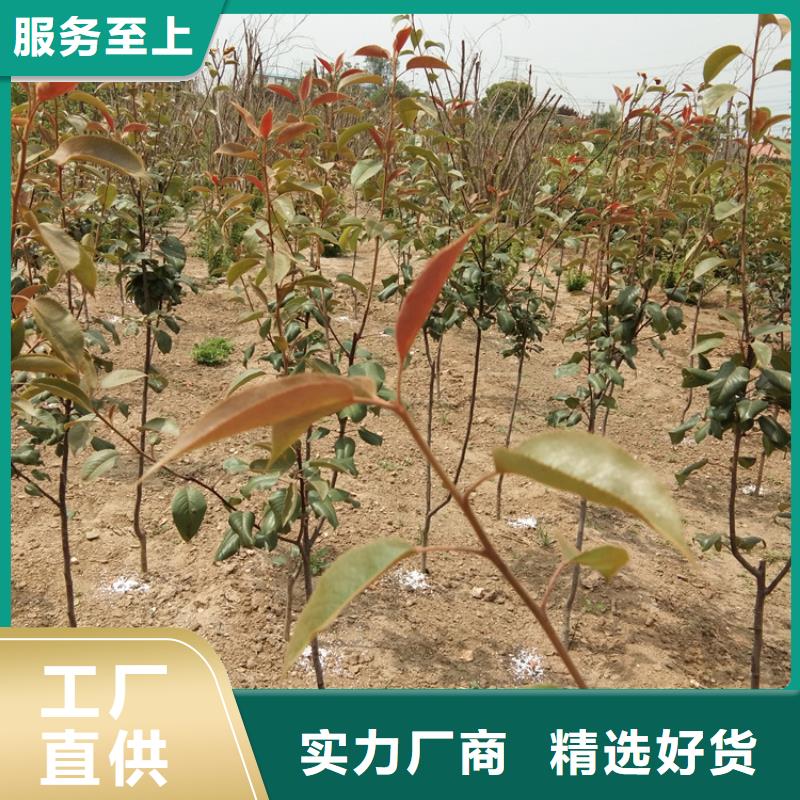 梨树苹果苗价格公道合理