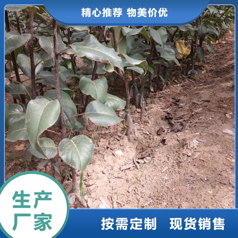 梨树苹果苗量大更优惠