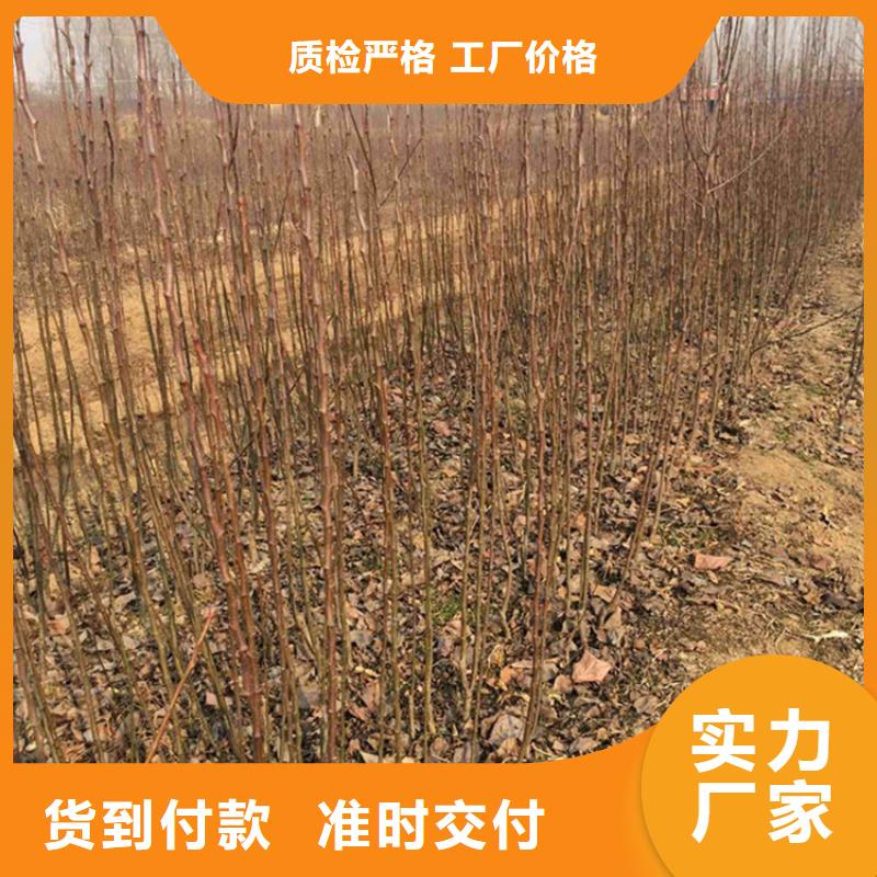 梨树石榴苗专业生产设备
