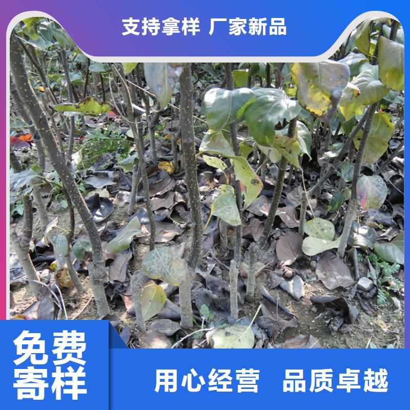 梨树_【苹果苗】实体厂家