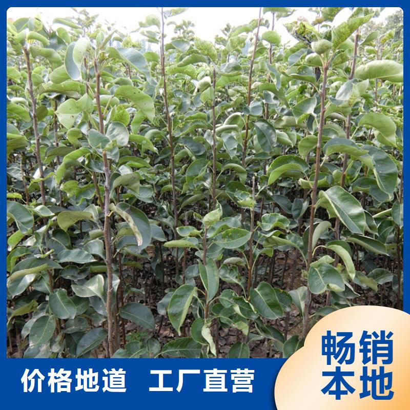 红石榴苗基地视频-尚义|崇礼|邢台|廊坊|秦皇岛|石家庄红石榴苗基地产地采购-轩园园艺场(张家口市分公司)