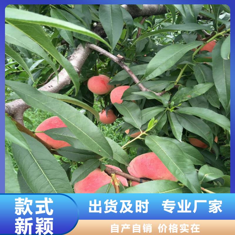 桃桃树苗认准大品牌厂家