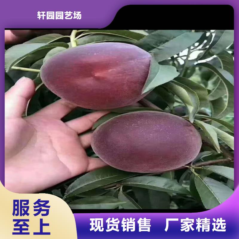 红石榴苗基地视频-红石榴苗基地_河南省驻马店市市场覆盖西平|驿城|许昌|新乡|漯河|商丘|三门峡|信阳等