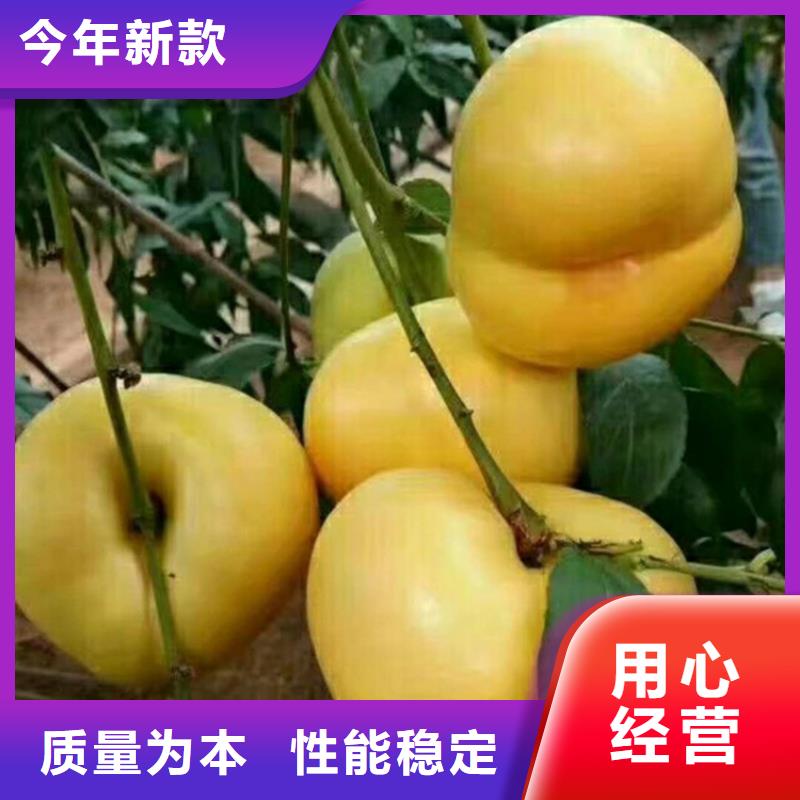 【桃】樱桃苗极速发货