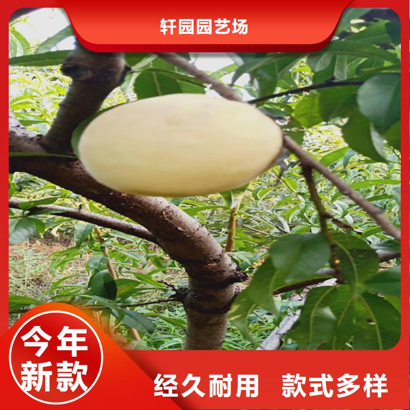 【桃无花果苗价格实惠】