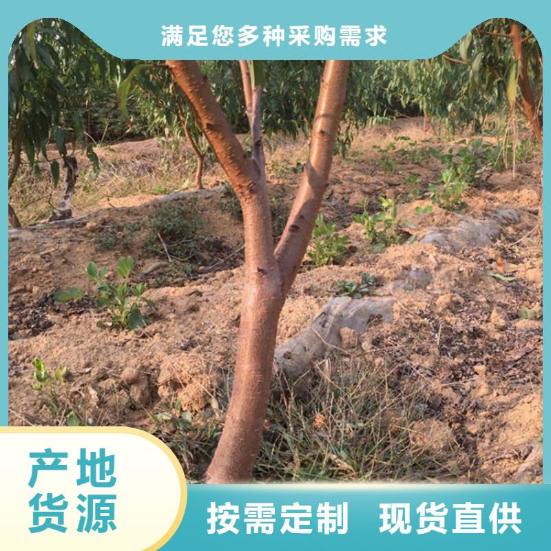 桃【樱桃苗】经久耐用