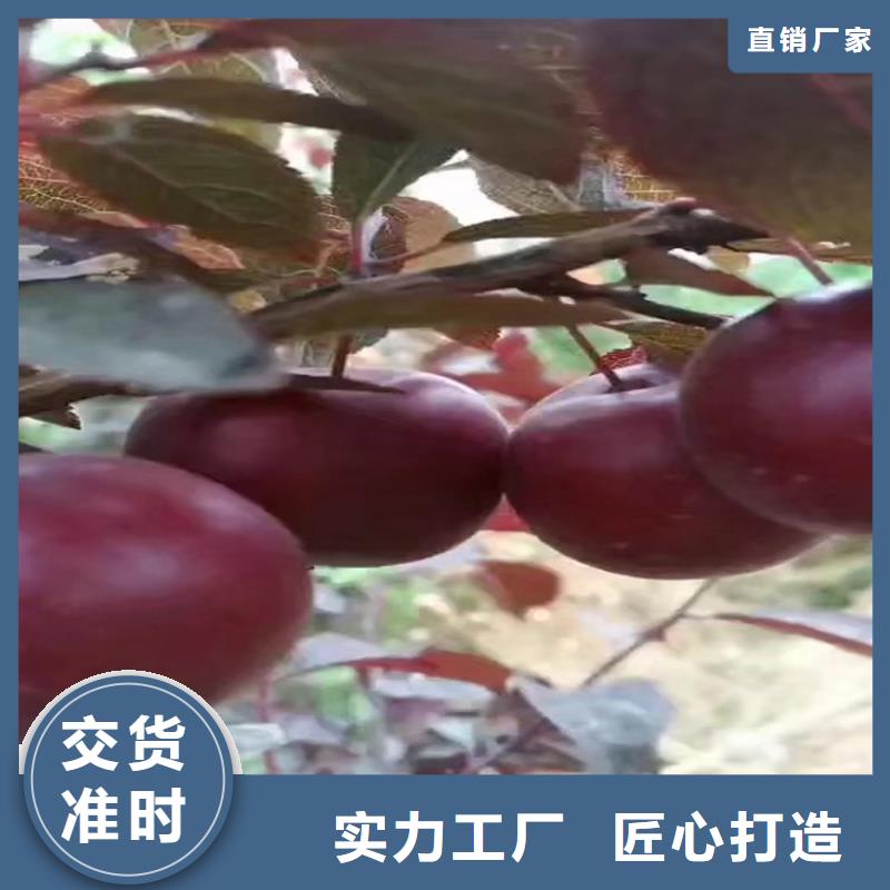 【李子红颜草莓常年出售】