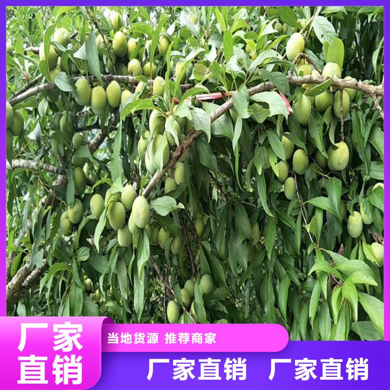 李子苹果苗精益求精