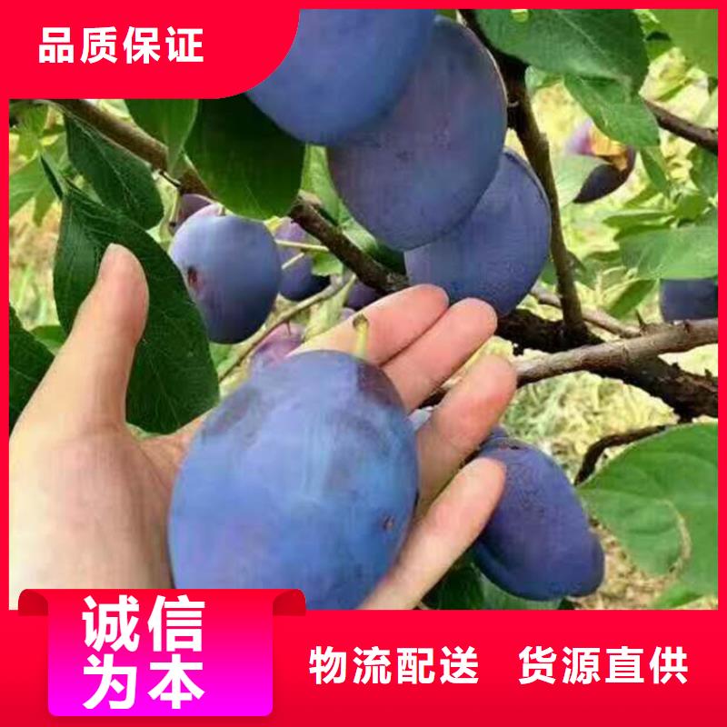 李子石榴树做工细致