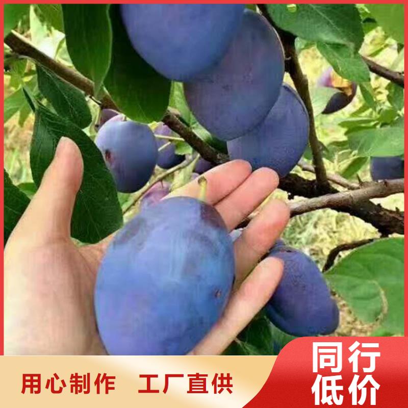 【李子】葡萄苗选择我们选择放心