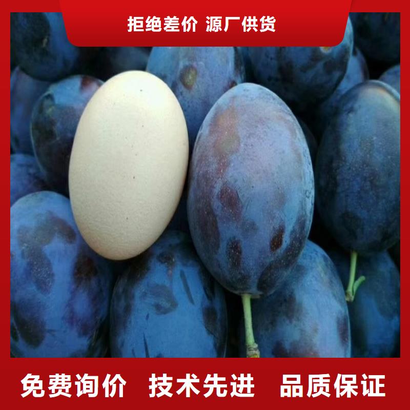 李子苹果苗高质量高信誉