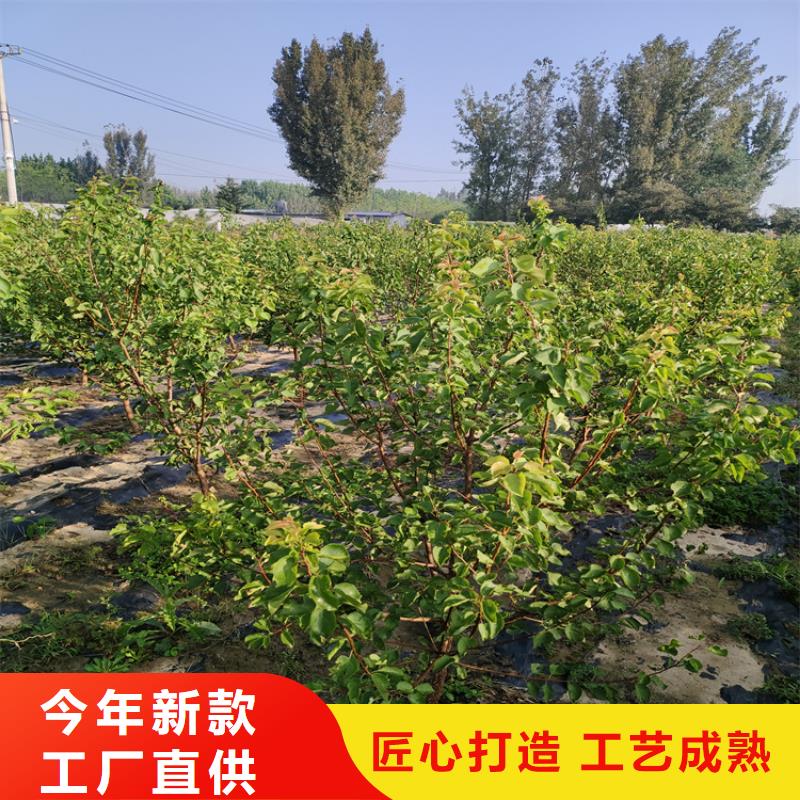 李子石榴苗一手货源源头厂家