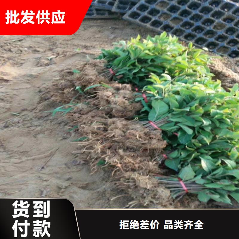 猕猴桃-樱桃苗层层质检