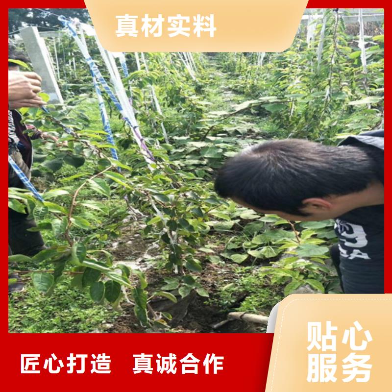 【猕猴桃】苹果苗工艺层层把关