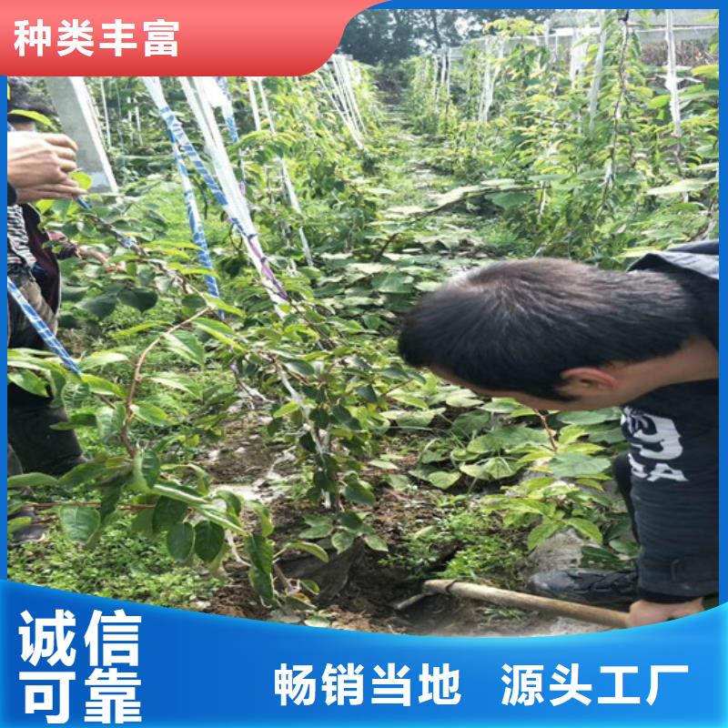 猕猴桃梨树苗多年经验值得信赖