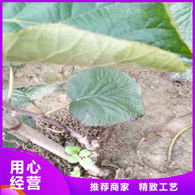 【猕猴桃】樱桃苗严选用料