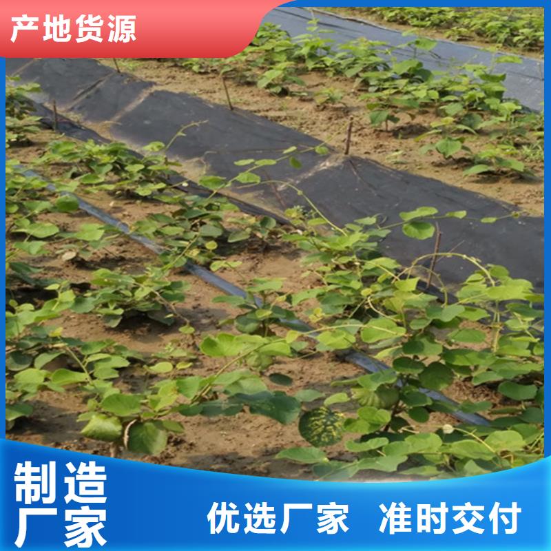 猕猴桃苹果苗厂家直接面向客户