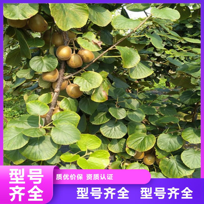 猕猴桃-苹果苗细节决定成败