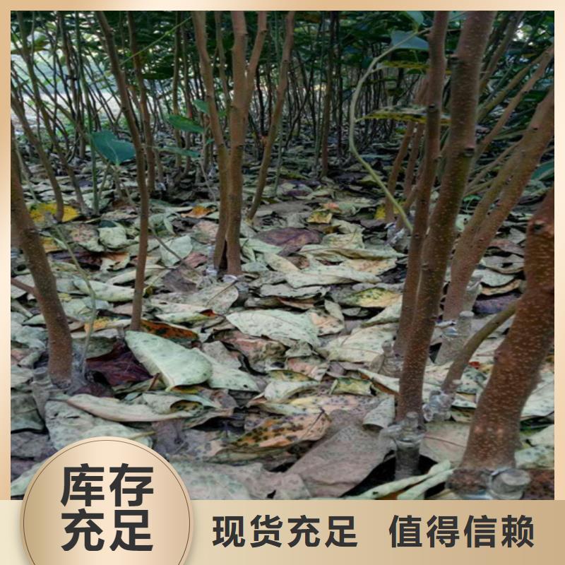 柿子蓝莓苗技术先进