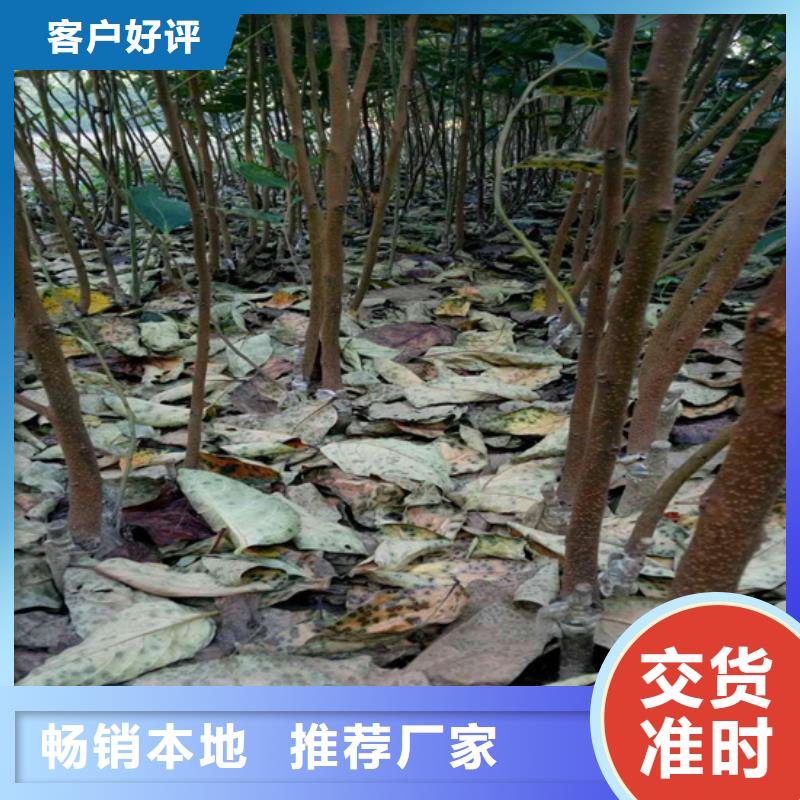 柿子,石榴树满足客户需求