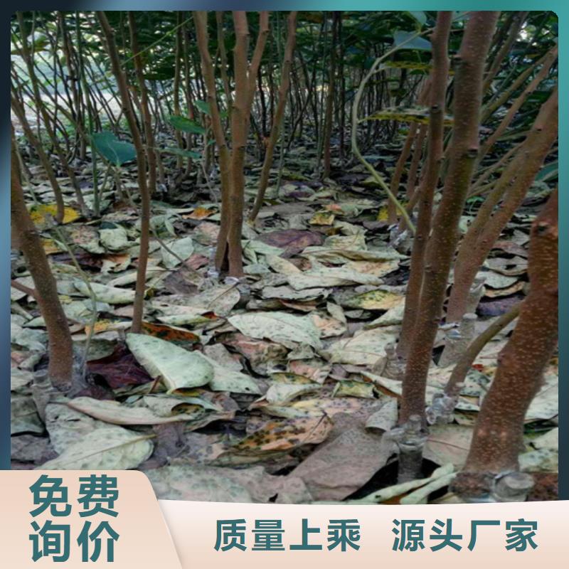 柿子【苹果苗】安心购