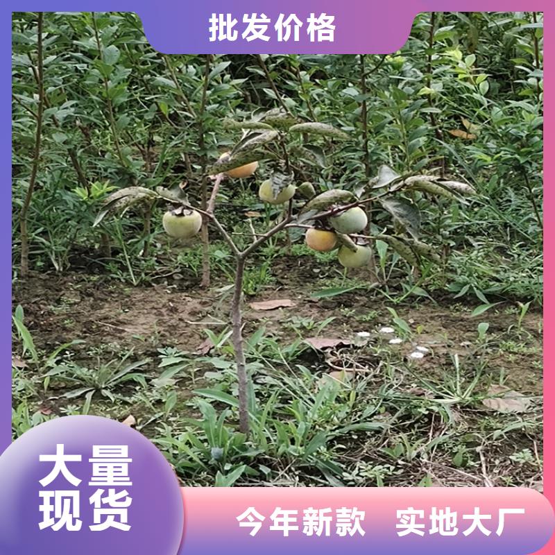 红石榴苗基地视频-红石榴苗基地|宝鸡市|凤县|眉县|汉中|商洛|咸阳|榆林|安康