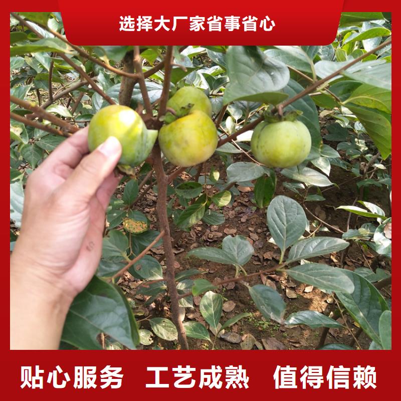 柿子草莓苗支持定制批发