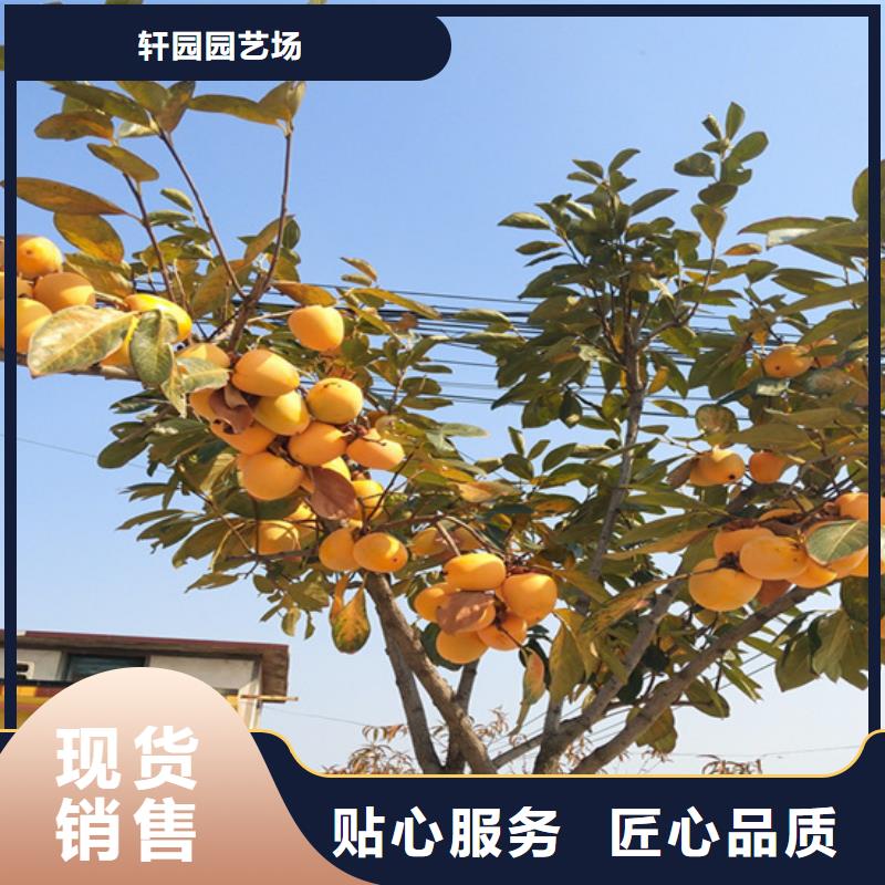 柿子苹果苗本地配送