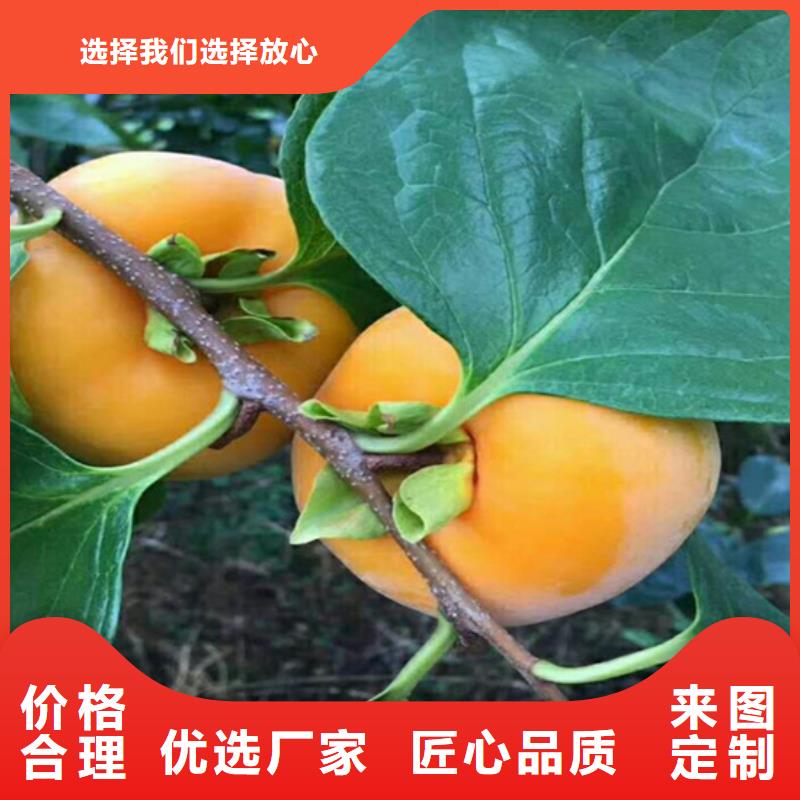 柿子_苹果苗精选优质材料