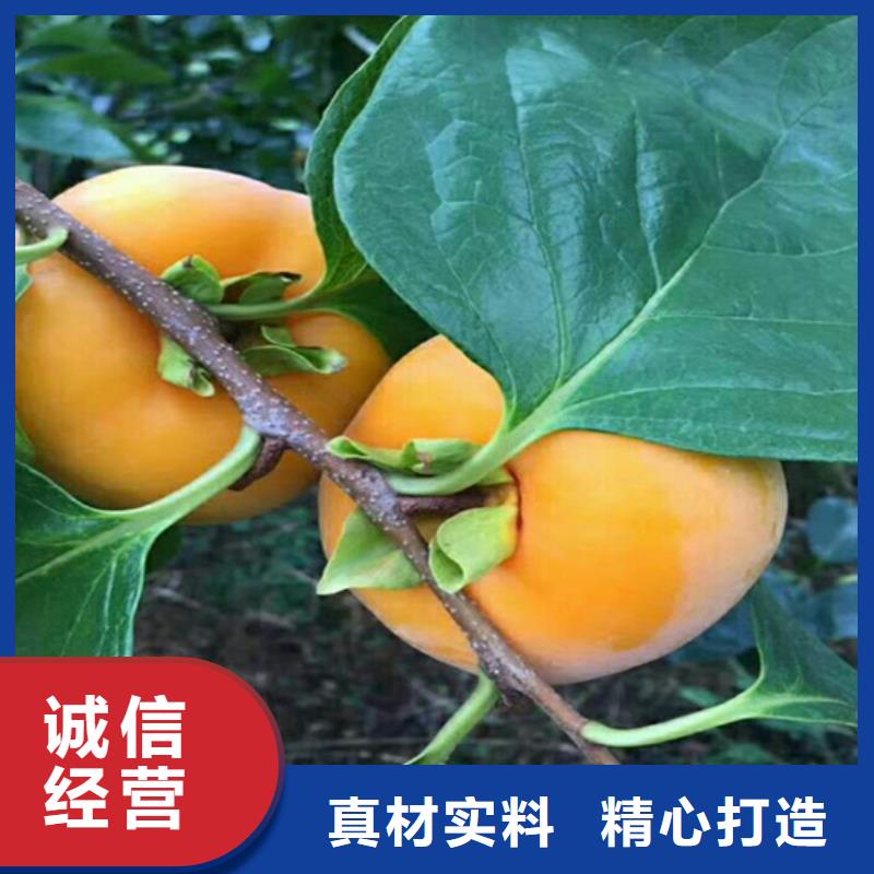 柿子石榴树实力商家供货稳定