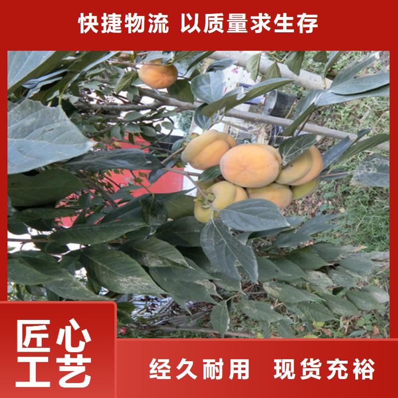 柿子无花果苗专业设计