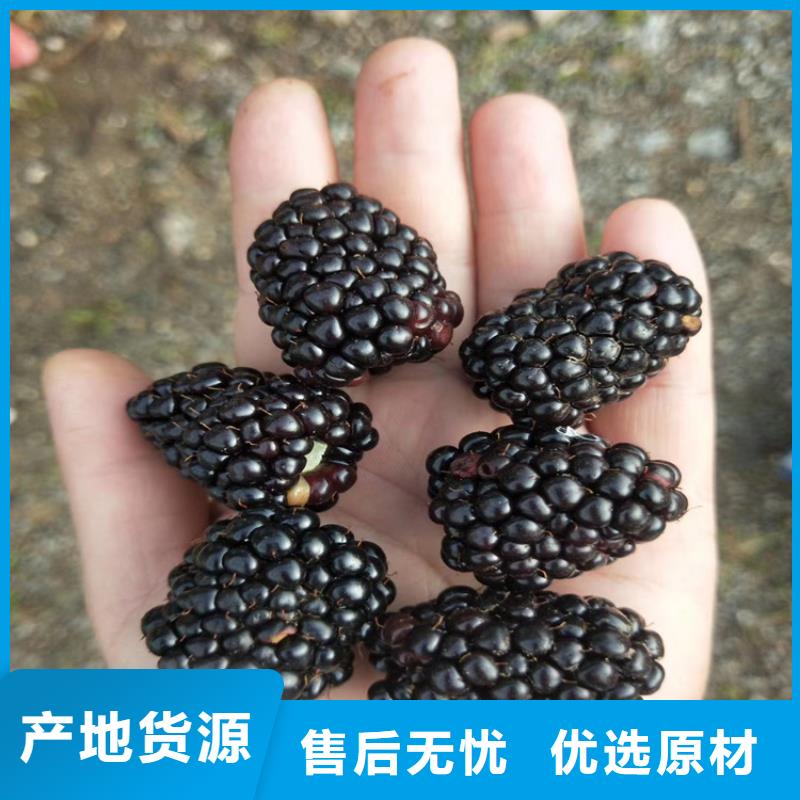 树莓苹果苗满足多种行业需求