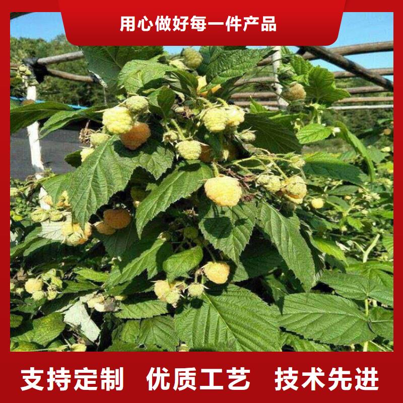 树莓【苹果苗】来图加工定制