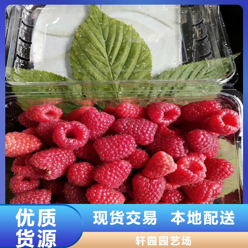 树莓樱桃苗用品质说话