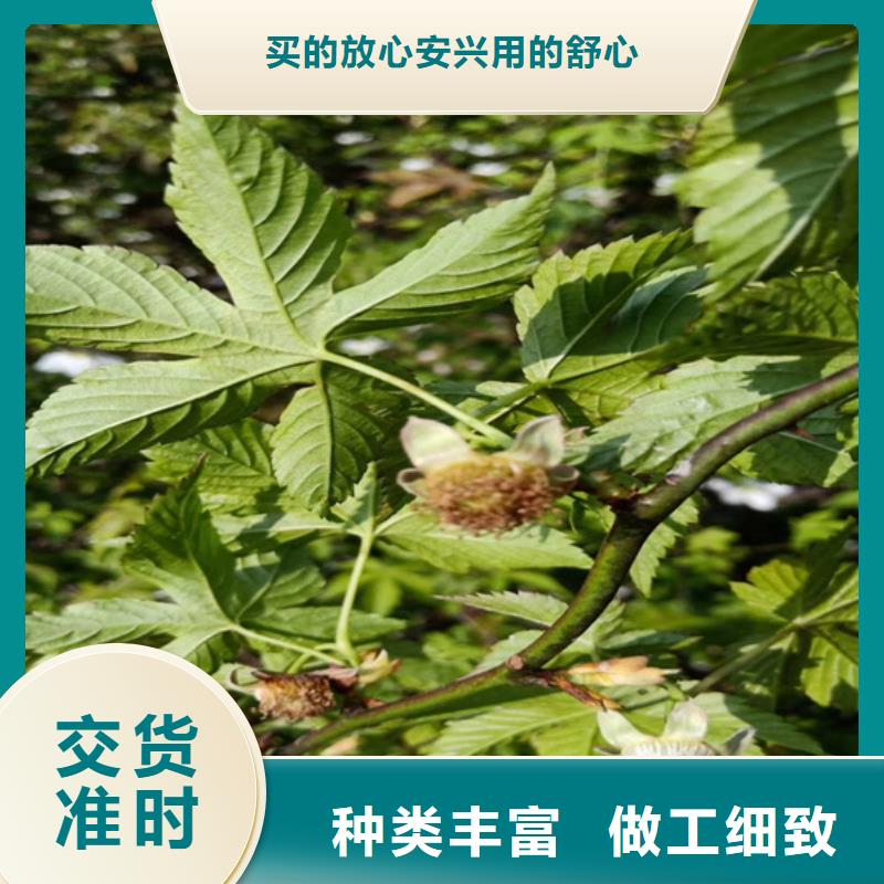 树莓樱桃苗用心做好细节