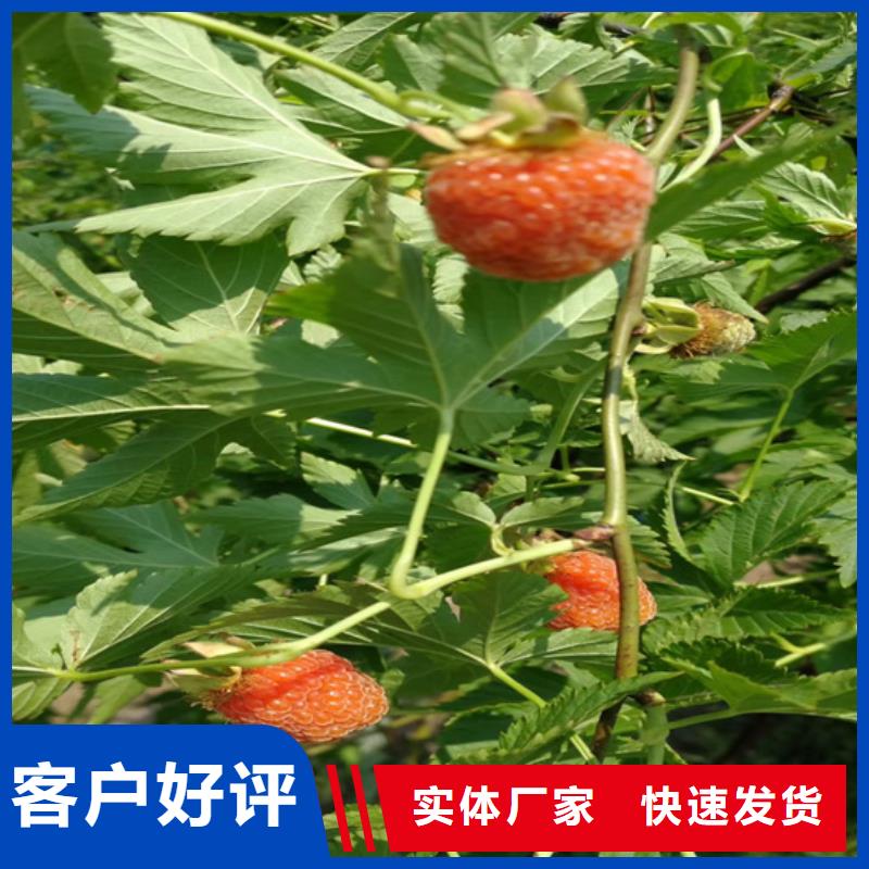 树莓【蓝莓苗】超产品在细节