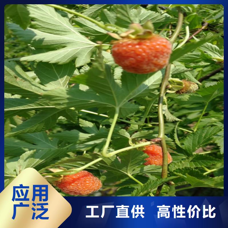 树莓-板栗苗买的放心安兴用的舒心