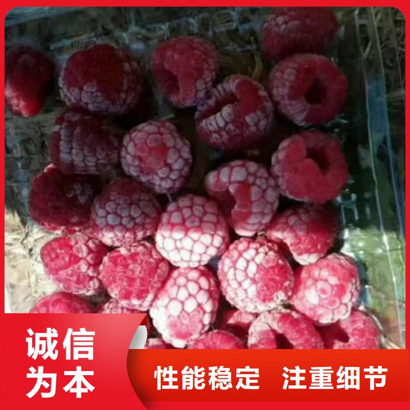 树莓,樱桃苗好货采购