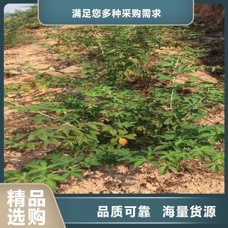 树莓【蓝莓苗】超产品在细节