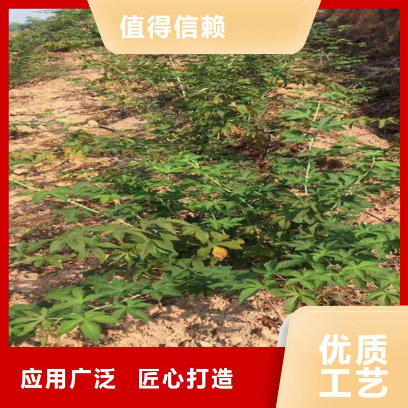 树莓【蓝莓苗】供您所需