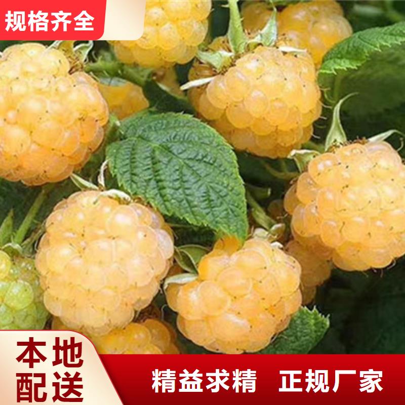 树莓樱桃苗大量现货