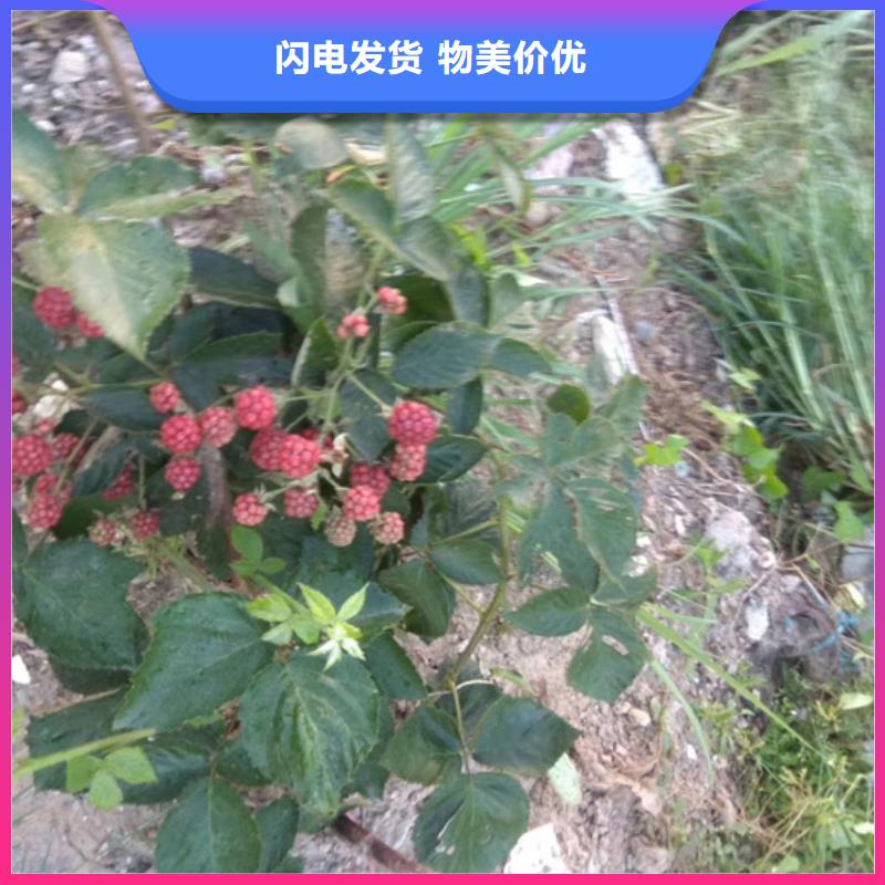 树莓石榴树口碑好实力强